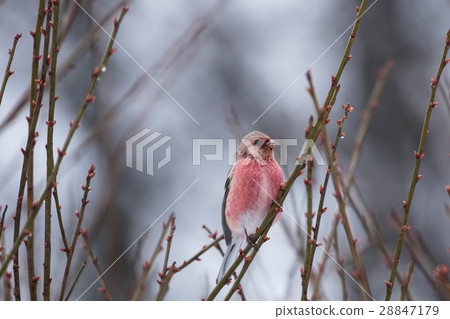 Benimashiko停在樹的分支 28847179