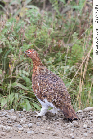 Willow Ptarmigan in early Fall Willow Ptarmigan in early Fall 28847698