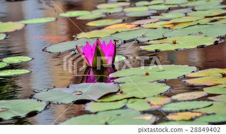 Pink water lily on lilypads in a pond 28849402