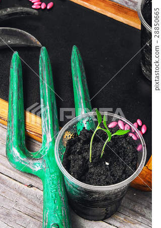 Spring and sprout seeds Spring and sprout seeds 28850665