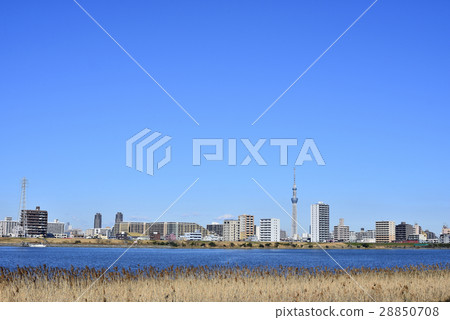 東京城市風景東京天空樹 28850708