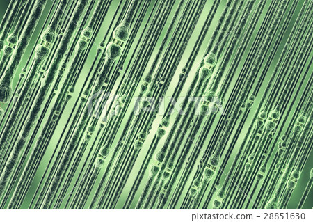 Synaptic transmission, human nervous system. 3d 28851630