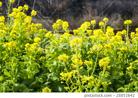 Rape flower Spring Sayama hills Rape flower Spring Sayama hills 28851642