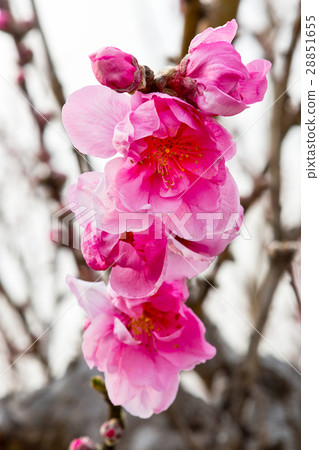 花開 花開 28851655