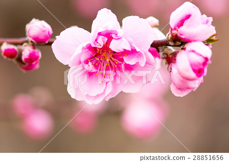 花開 花開 28851656