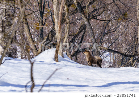 Japanese serow in the snow 1 28851741