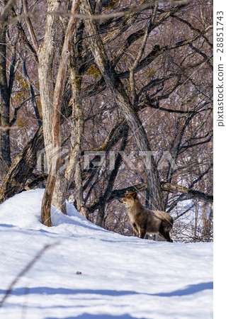 Japanese monkey in the snow 3 28851743