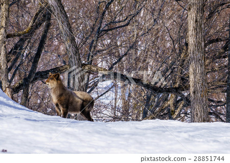 Japanese monkey in the snow 4 28851744