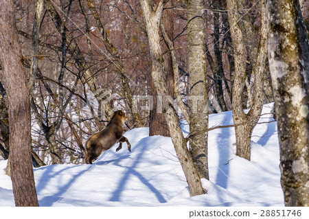 Japanese serow in the snow 6 28851746