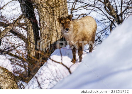 Japanese serow deer in the snow 12 28851752