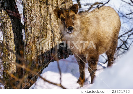 Japanese serow deer in the snow 13 28851753