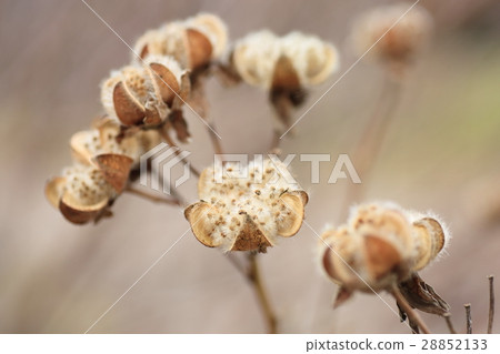 飛的芽 28852133