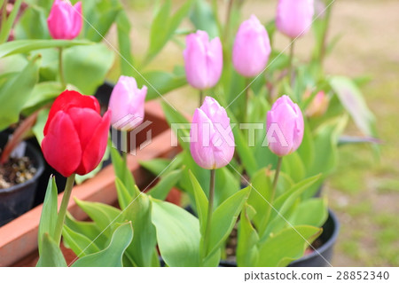 Tulip flower 28852340
