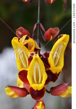 Thunbergia mysorensis,  28852406