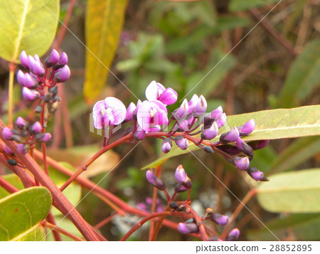 這朵紫色的花藤是Hardenbergia 這朵紫色的花藤是Hardenbergia 28852895
