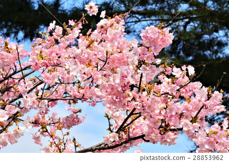 Kawazu cherry tree 28853962