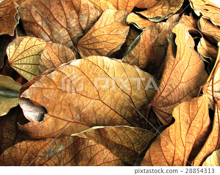 Dry leaves close up on blurry focus. 28854313