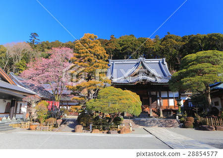 修善寺和梅花 修善寺和梅花 28854577