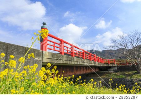南部櫻花和強姦開花節 28855297