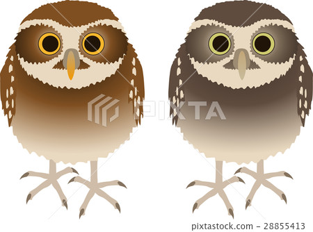 Anaholy owl 28855413