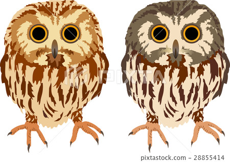 美國國王貓頭鷹 28855414