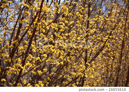 Yellow flowers of Mt. Sanshui bloom 28855618