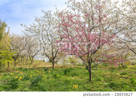 Shirahama Sakura no Sato 28855627