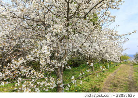 白濱櫻沒有佐藤 28855629