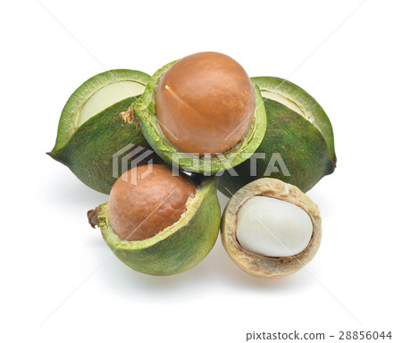 Macadamia isolated on white background Macadamia isolated on white background 28856044