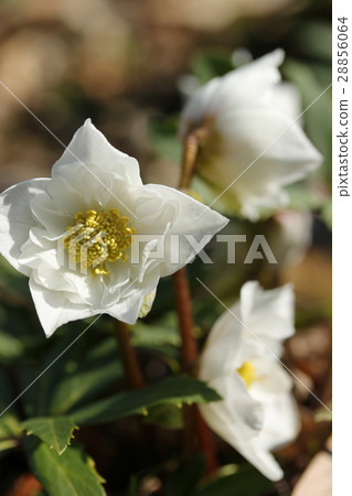 Christmas rose Christmas rose 28856064