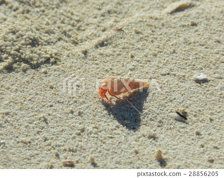 寄居蟹寶寶 28856205