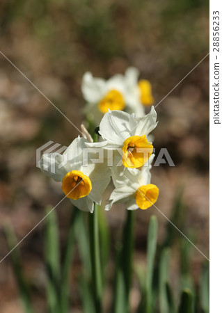 Narcissus Narcissus 28856233