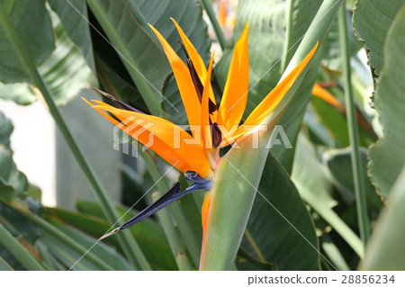 Strelitia Strelitia 28856234