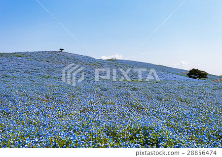 Nemophila 28856474