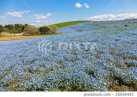 Nemophila 28856485