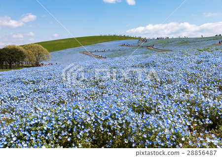 Nemophila 28856487