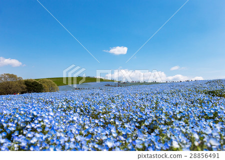 Nemophila 28856491