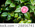 Otome Camellia _右上角 28856741