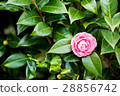 Otome Camellia _右下角 28856742