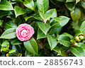 Otome Camellia _左下方 28856743