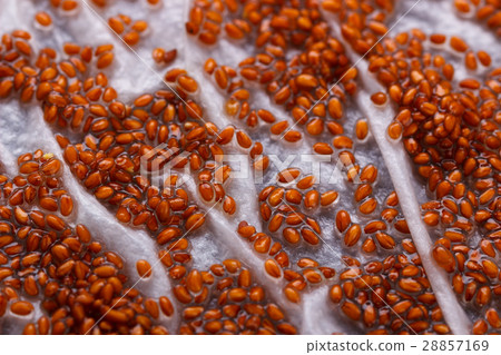 Cress salad seeds 28857169