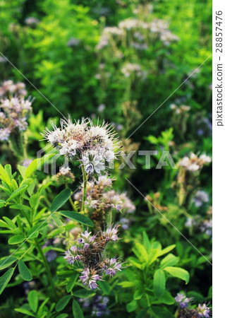 Blomming Phacelia tanacetifolia- bee pasture Blomming Phacelia tanacetifolia- bee pasture 28857476