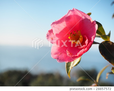 紅色山茶花山茶花 28857572