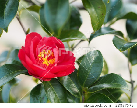 紅色山茶花山茶花 紅色山茶花山茶花 28857573