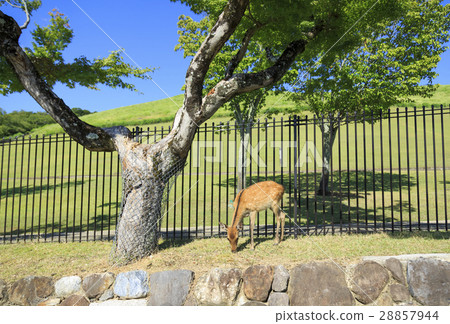 Wakakusayama奈良縣 28857944