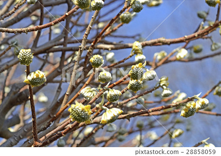 Mitumata的花(二月) Mitumata的花(二月) 28858059