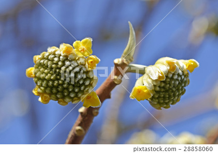 Mitumata的花(二月) Mitumata的花(二月) 28858060