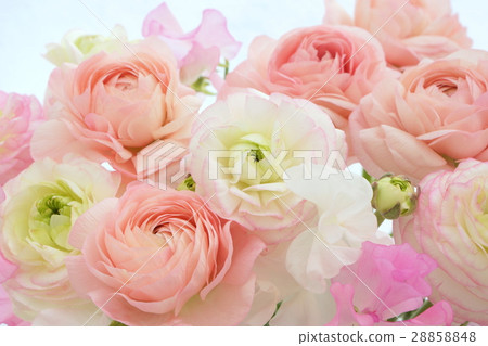 Ranunculus and sweet pea Ranunculus and sweet pea 28858848