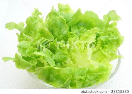 Bouquet lettuce dressed as a vessel Bouquet lettuce dressed as a vessel 28858880