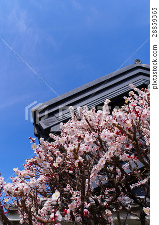 Plum blossom red papers on white petals Blue sky and black lantern vertical Plum blossom red papers on white petals Blue sky and black lantern vertical 28859365